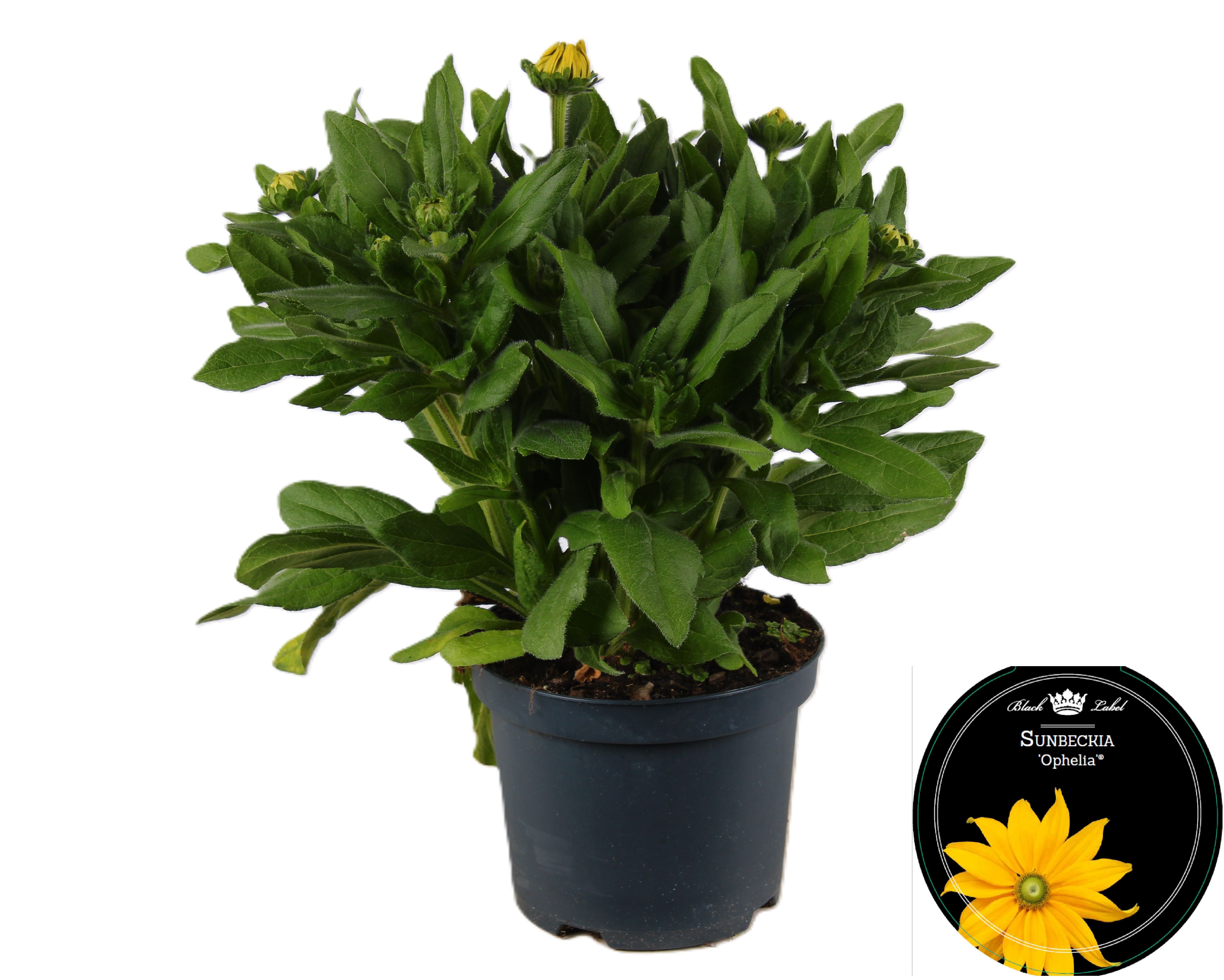 Picture of Sunbeckia Ophelia