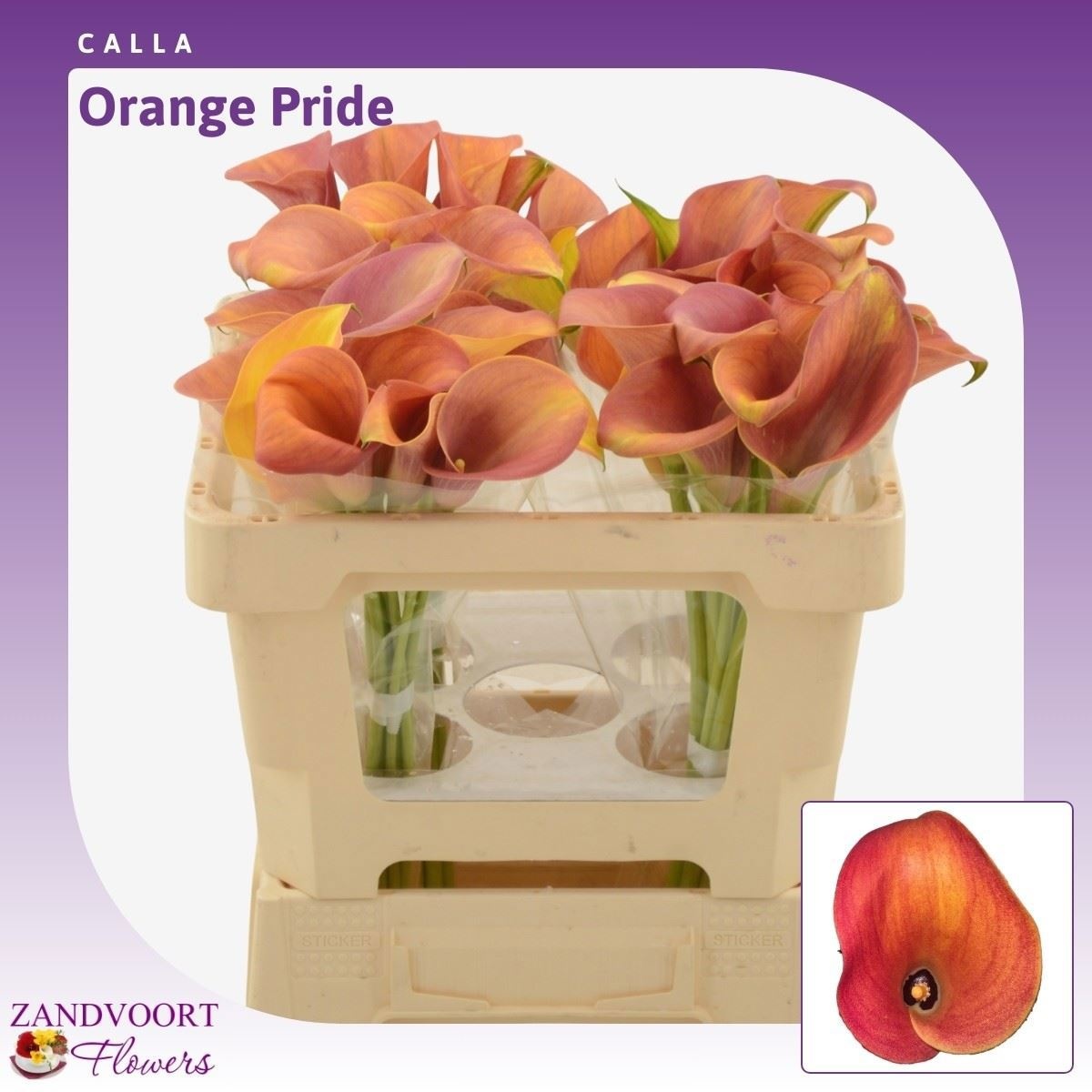 Zant Orange Pride