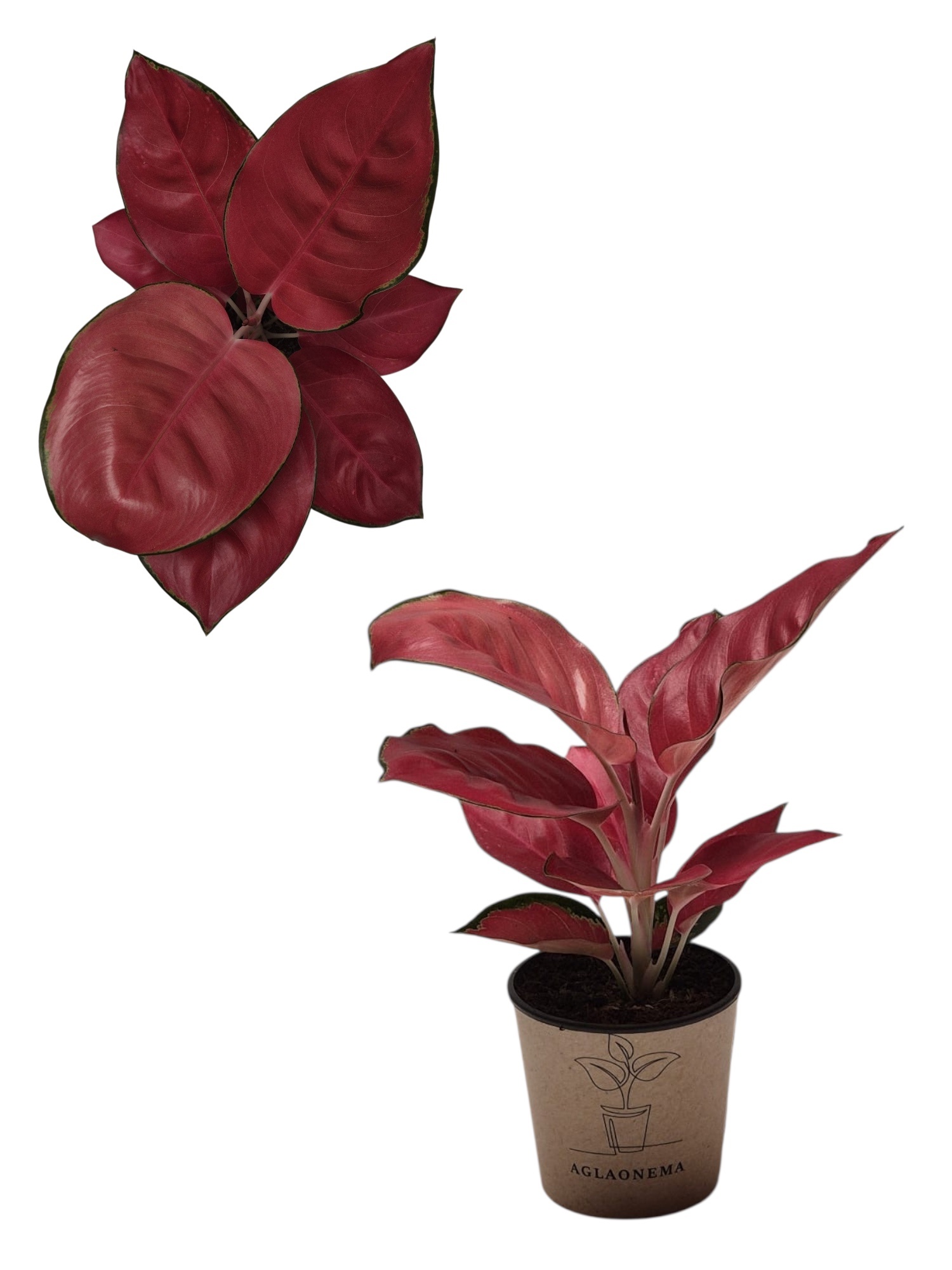 Aglaonema overig - Aglaonema