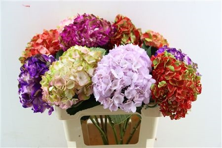 Hydrangea Painted 60cm 16Ø