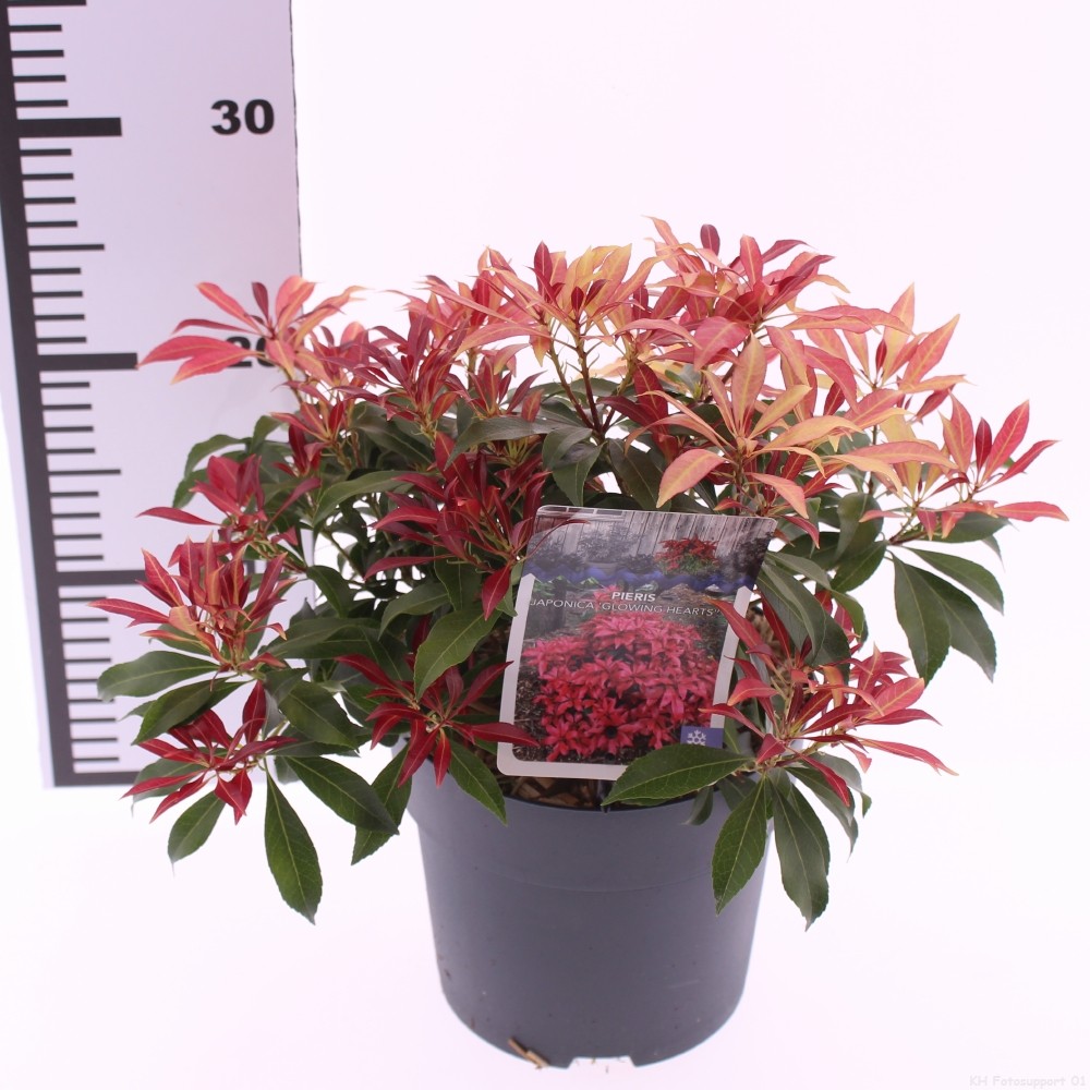 Picture of Pieris jap. 'Glowing Hearts'