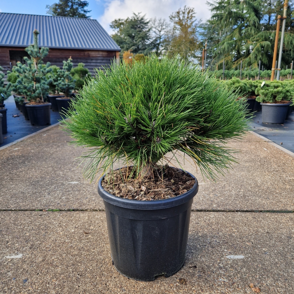 Picture of Pinus nigra Marie Bregeon C11 30/+ (LOOSE)