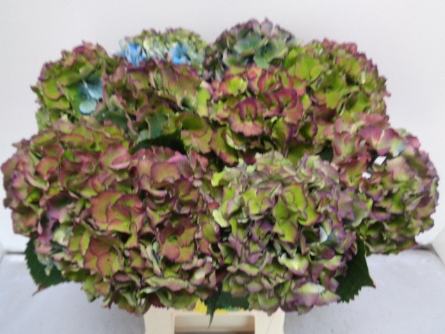 Hydrangea Royal Palace Classic 60cm 16Ø