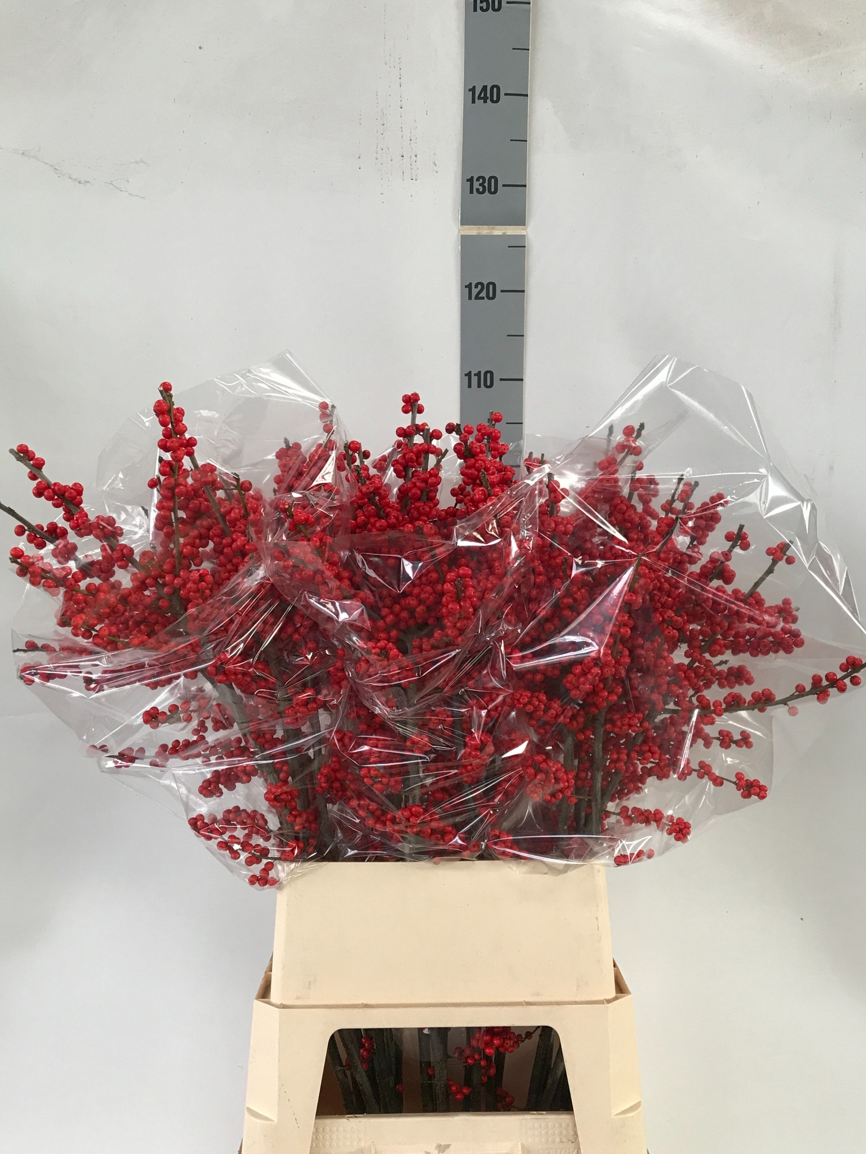 Ilex Verticlilata 90cm