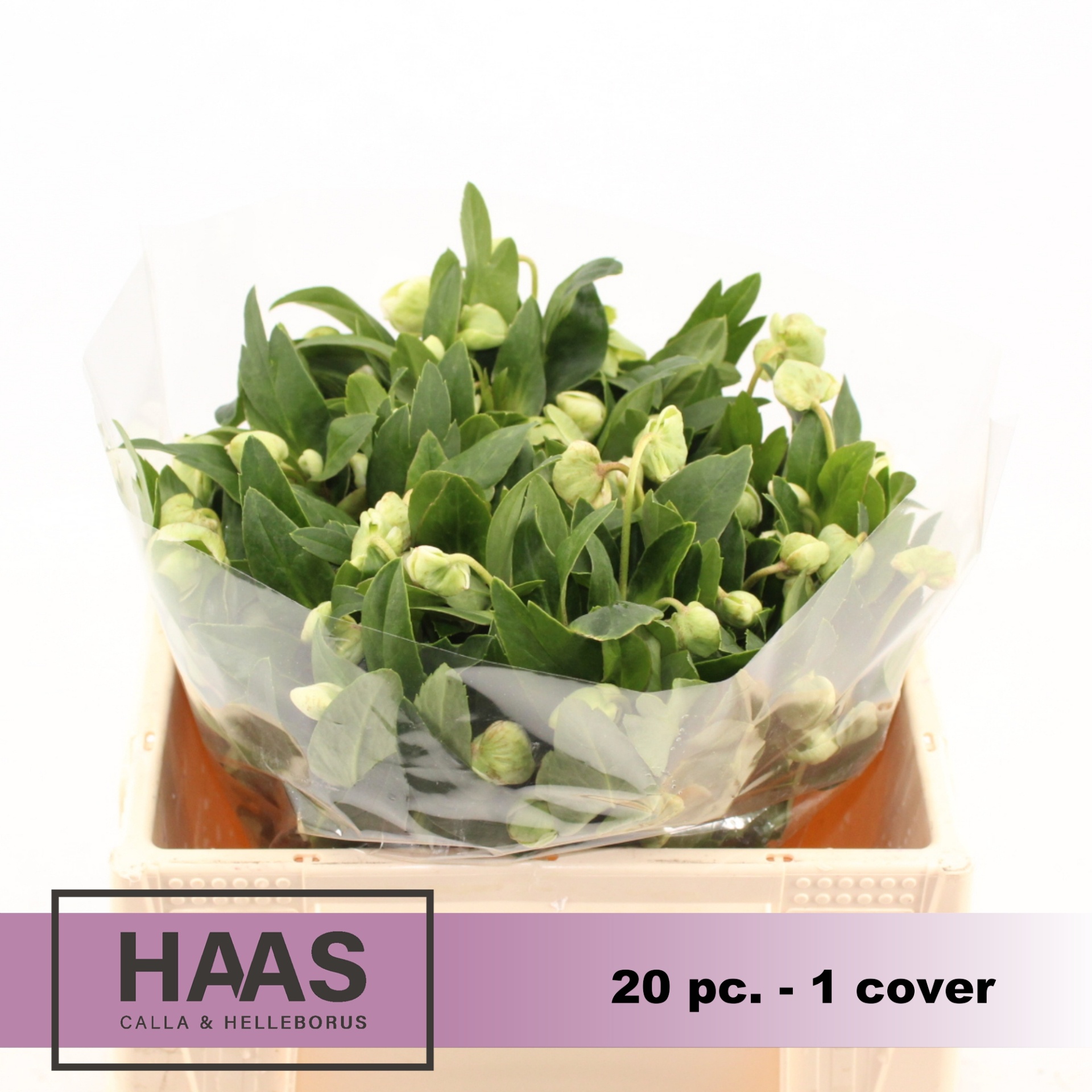 Helleb Magnif Bells