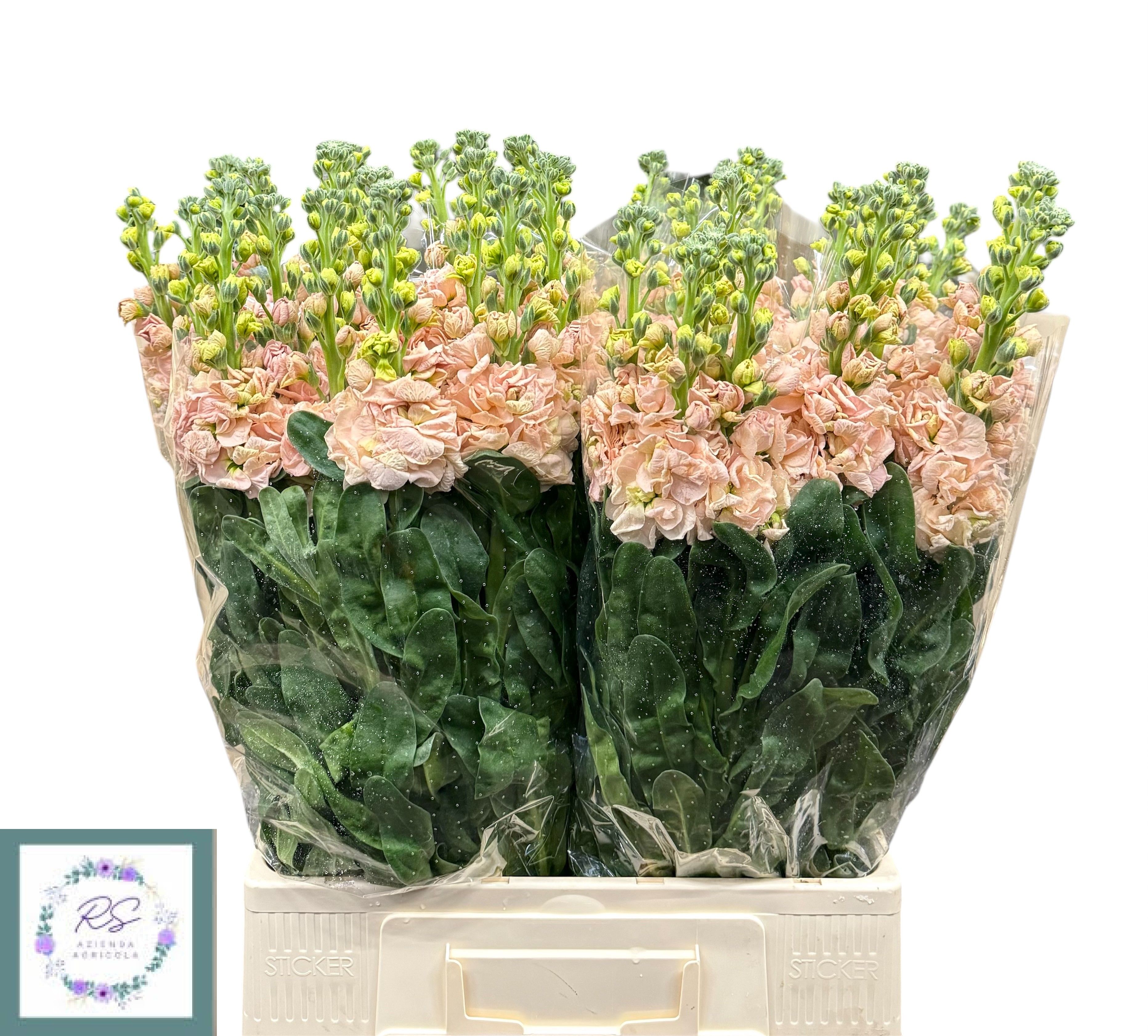 Matthiola Iron Apricot 70cm