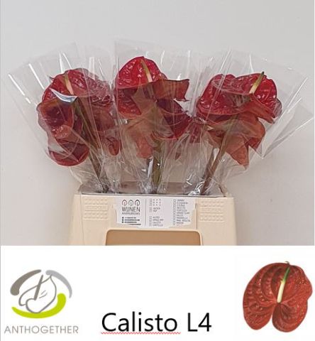 Anth A Calisto