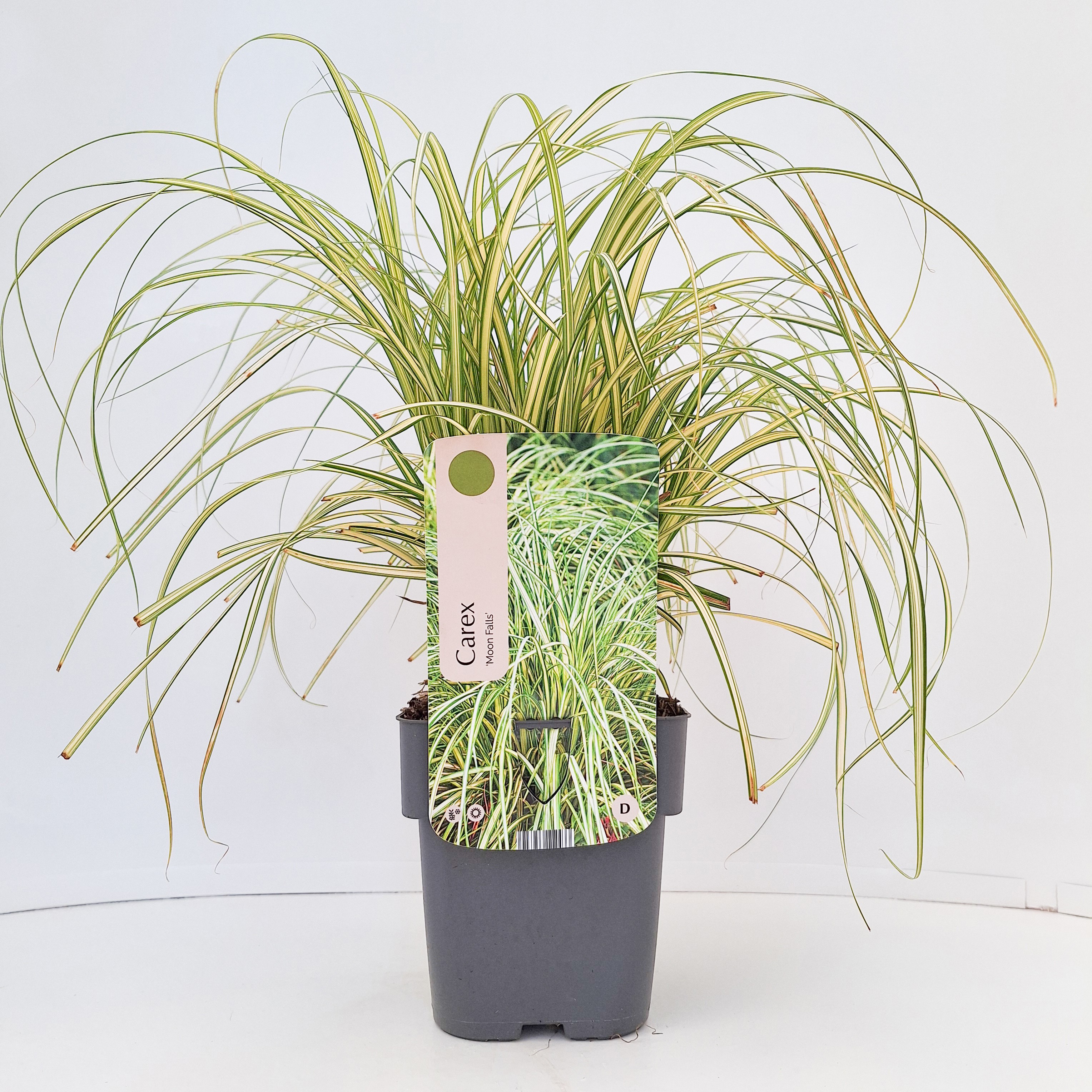 Carex 'Moon Falls'