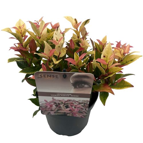 Leucothoe 'Hokus Spokus' sense p17 Asra