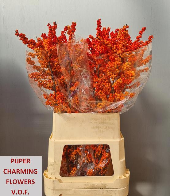 Ilex Winter Gold 130cm