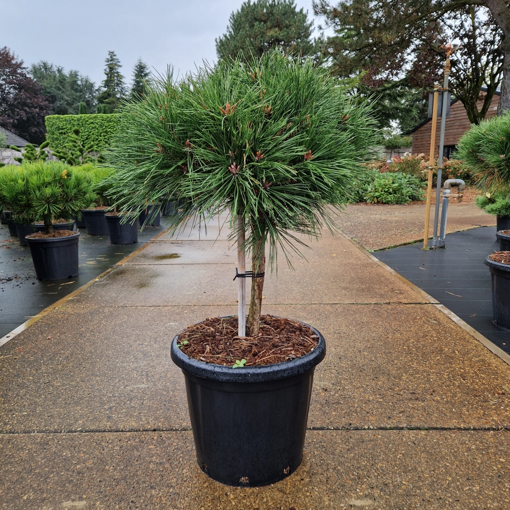 Picture of Pinus nigra Brepo C25 30/STD (LOOSE)