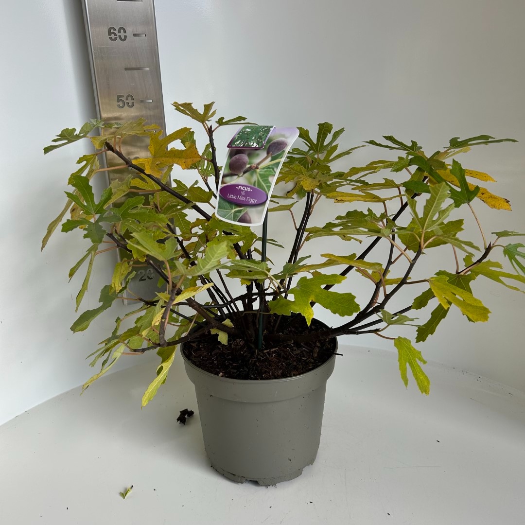 Picture of Ficus carica Little Miss Figgy P23 (5 Ltr) (LOOSE)