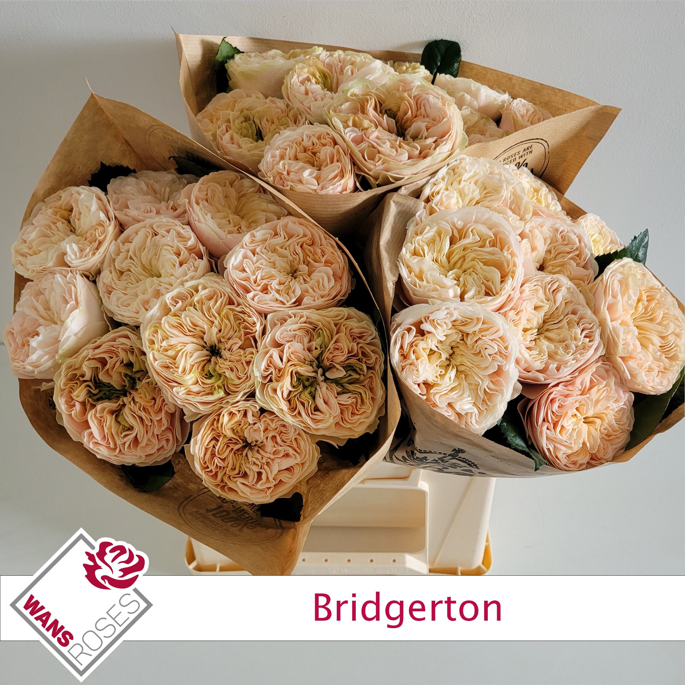 Rosa Garden Bridgerton 40cm