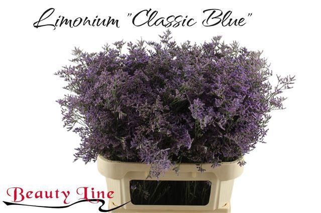 Limonium Saf Classic Blue 80cm 50gram