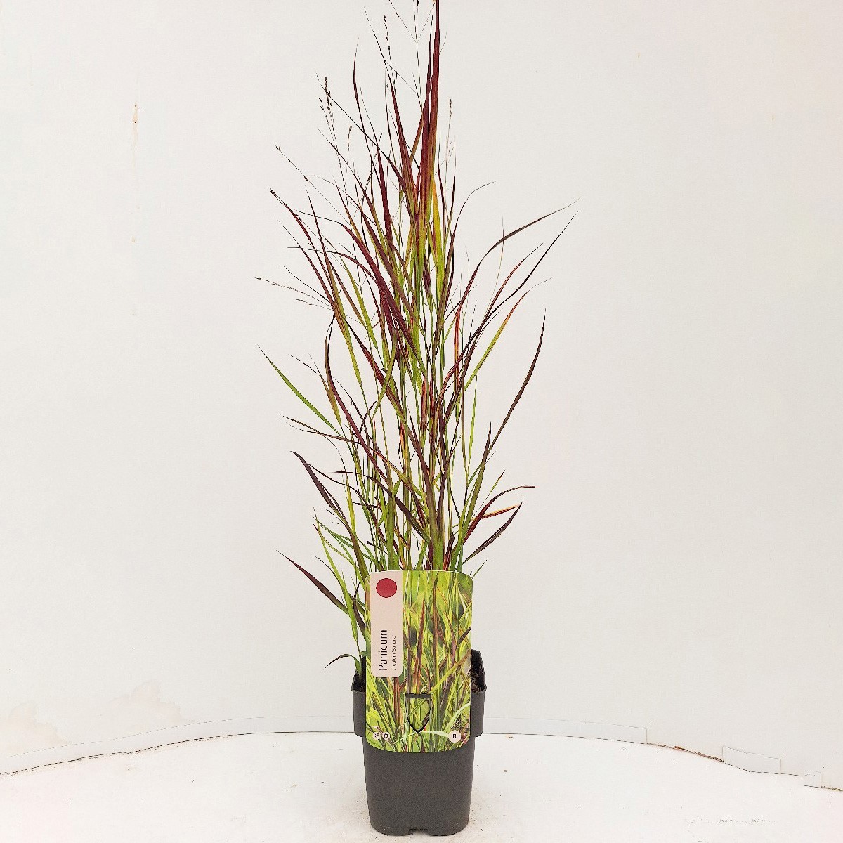 Panicum virgatum 'Sangria'