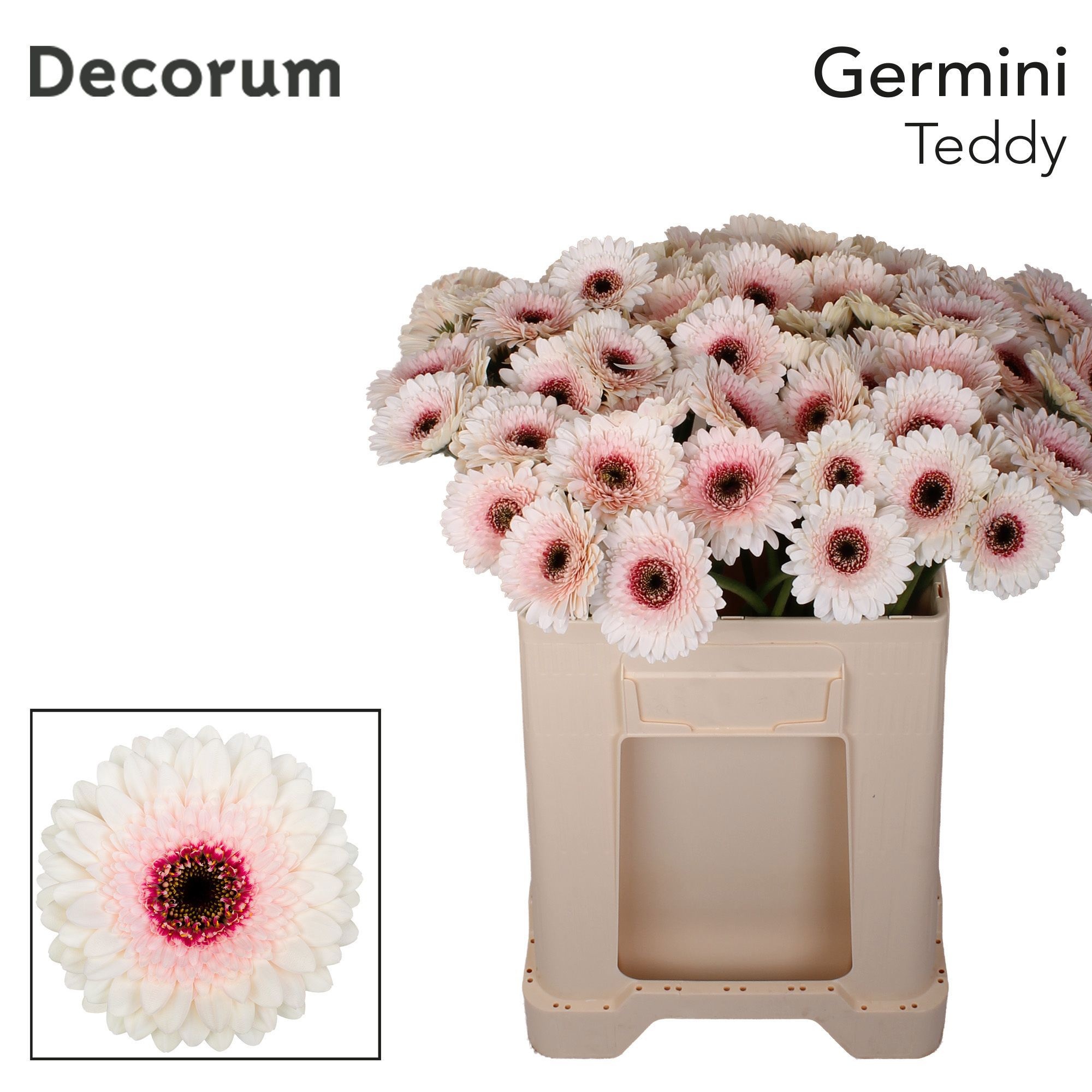 Germini Teddy 50cm 7Ø
