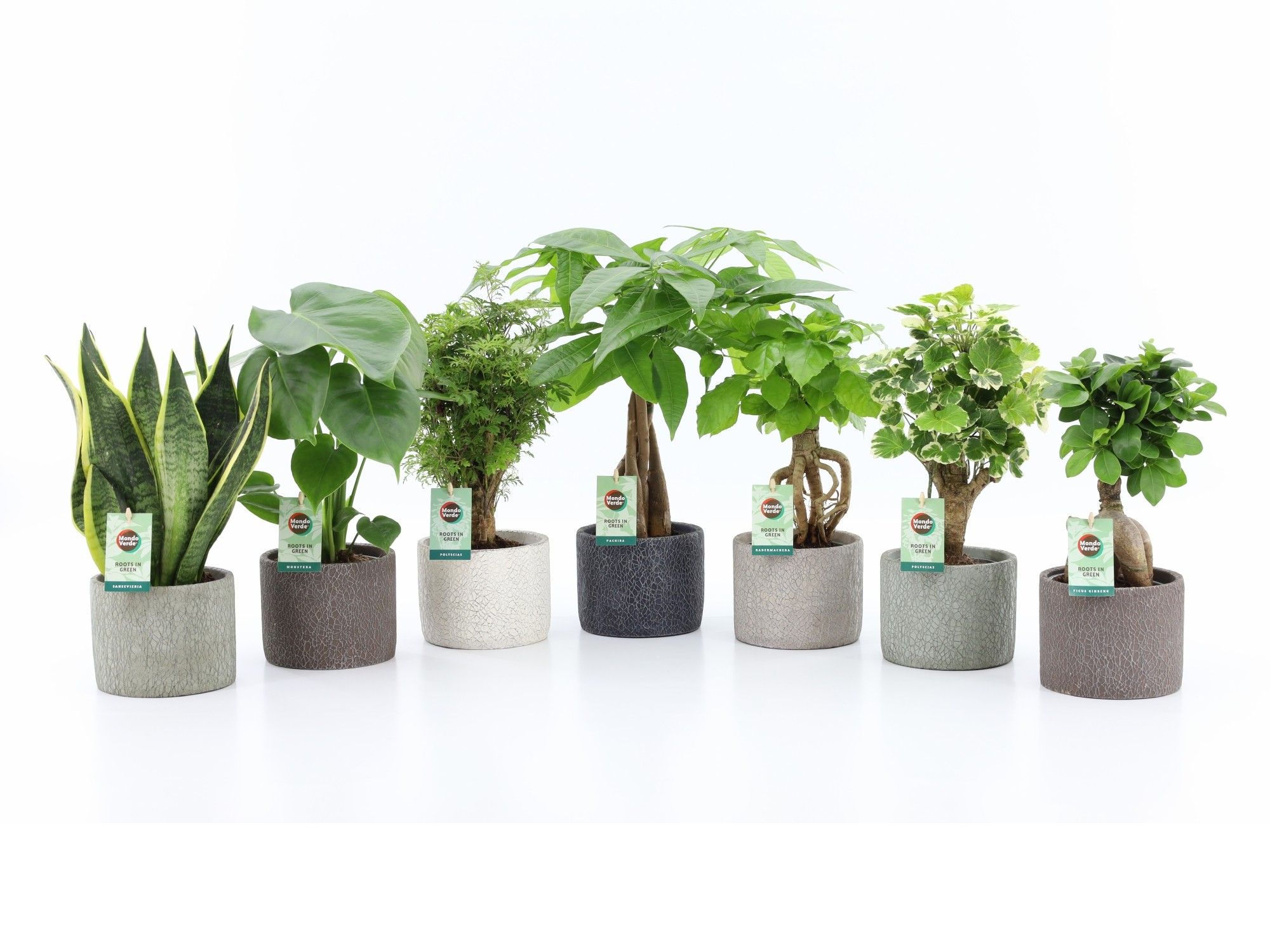 Zimmerpflanzen gemischt In Classic Ston | Hamiplant