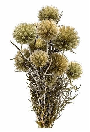 Dried/preserved Flowers Misc 70cm 150gram
