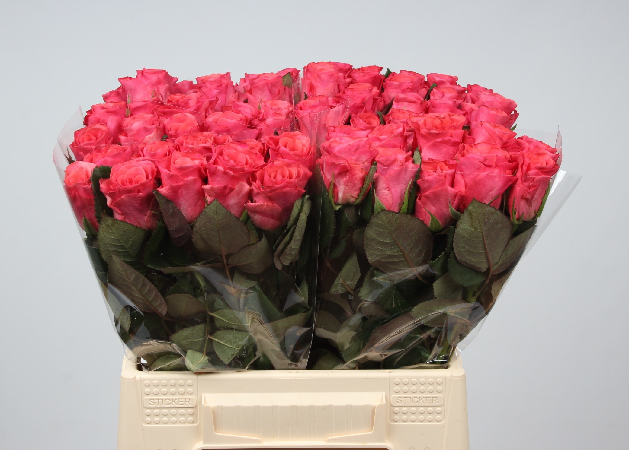 Rosa Pink Tacazzi 40cm