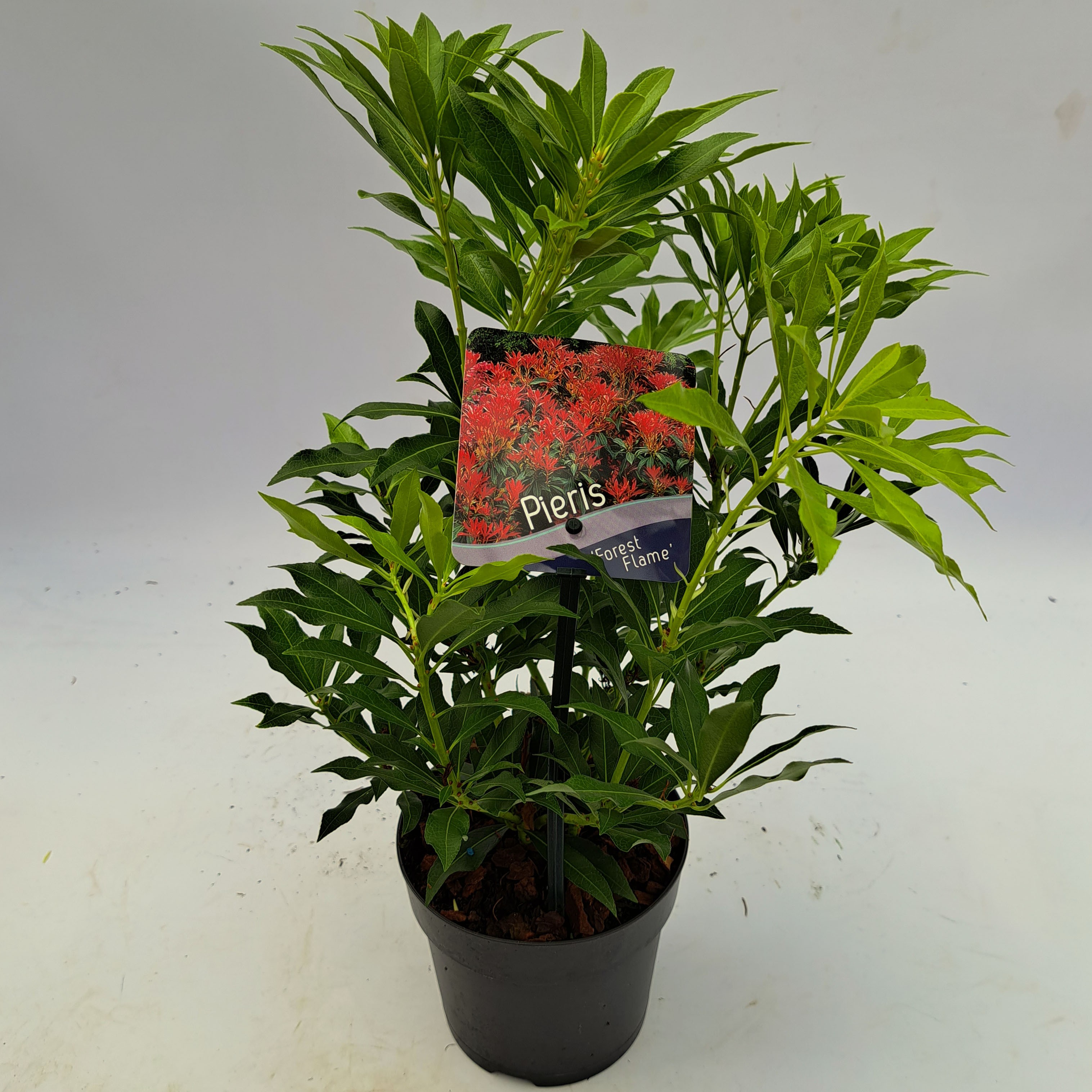 Picture of Pieris Forest Flame P13