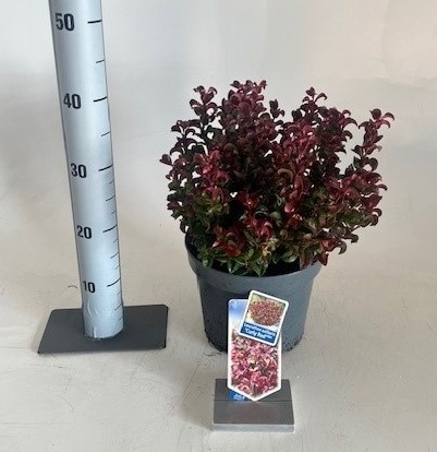 Leucot Ax Curly Red 23Ø 35cm