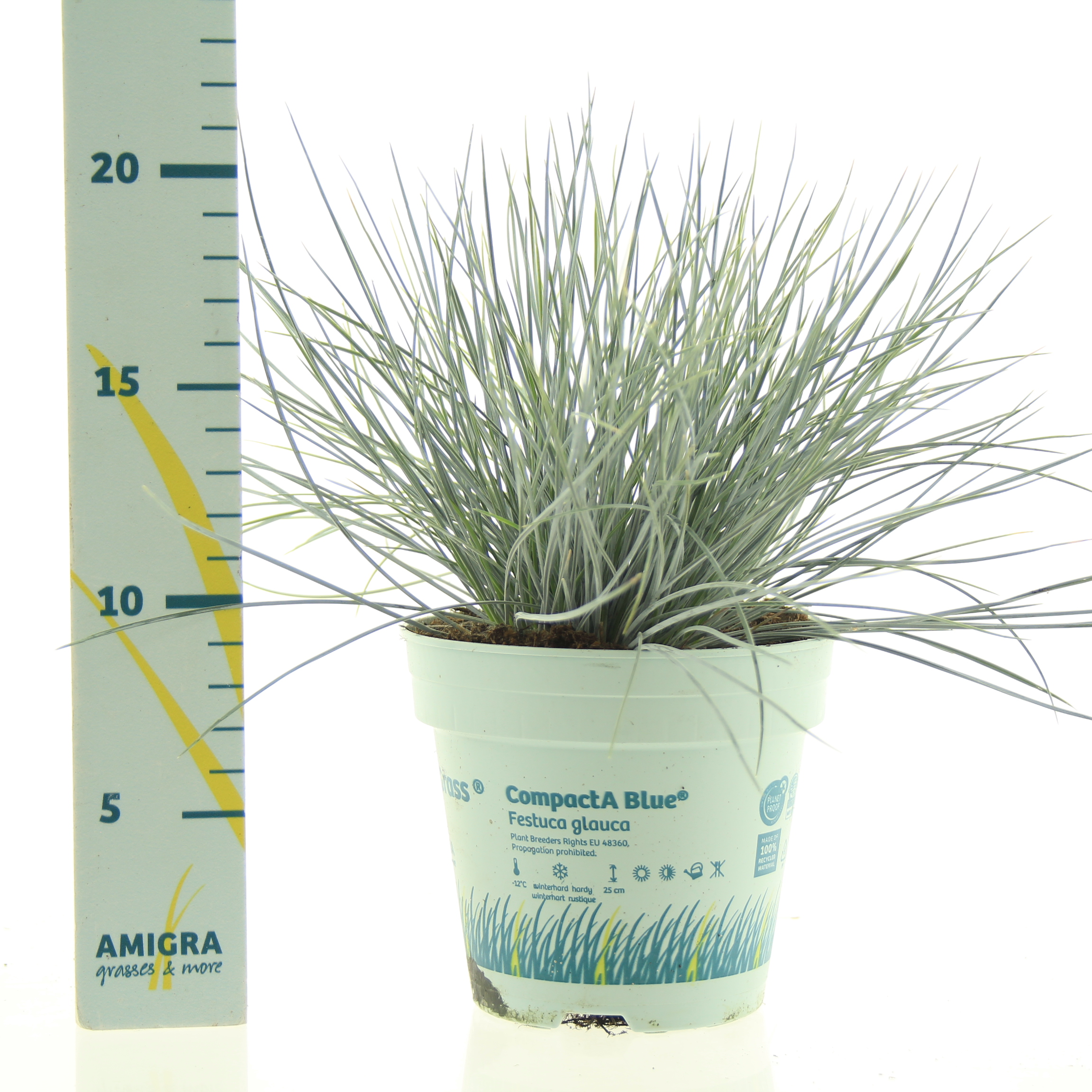 Picture of Festuca glauca CompactA Blue® P10.5