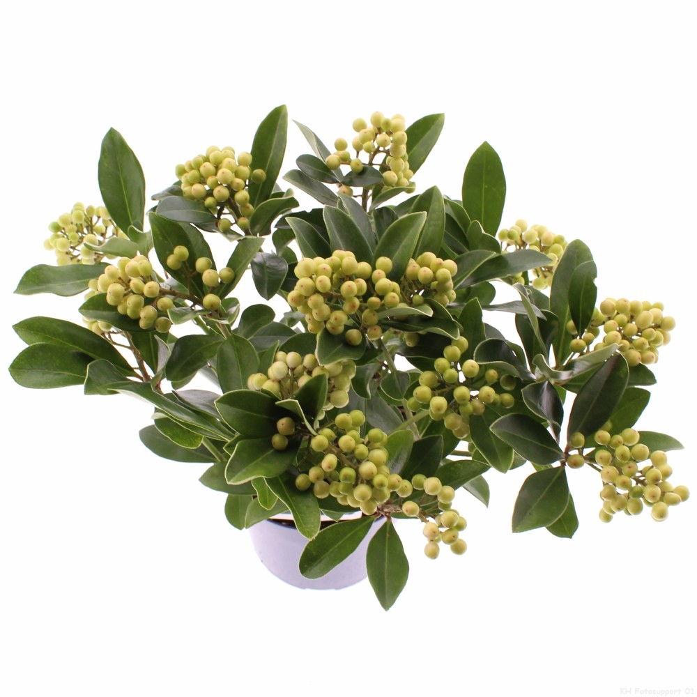 Picture of Skimmia japonica 'Temptation' PBR