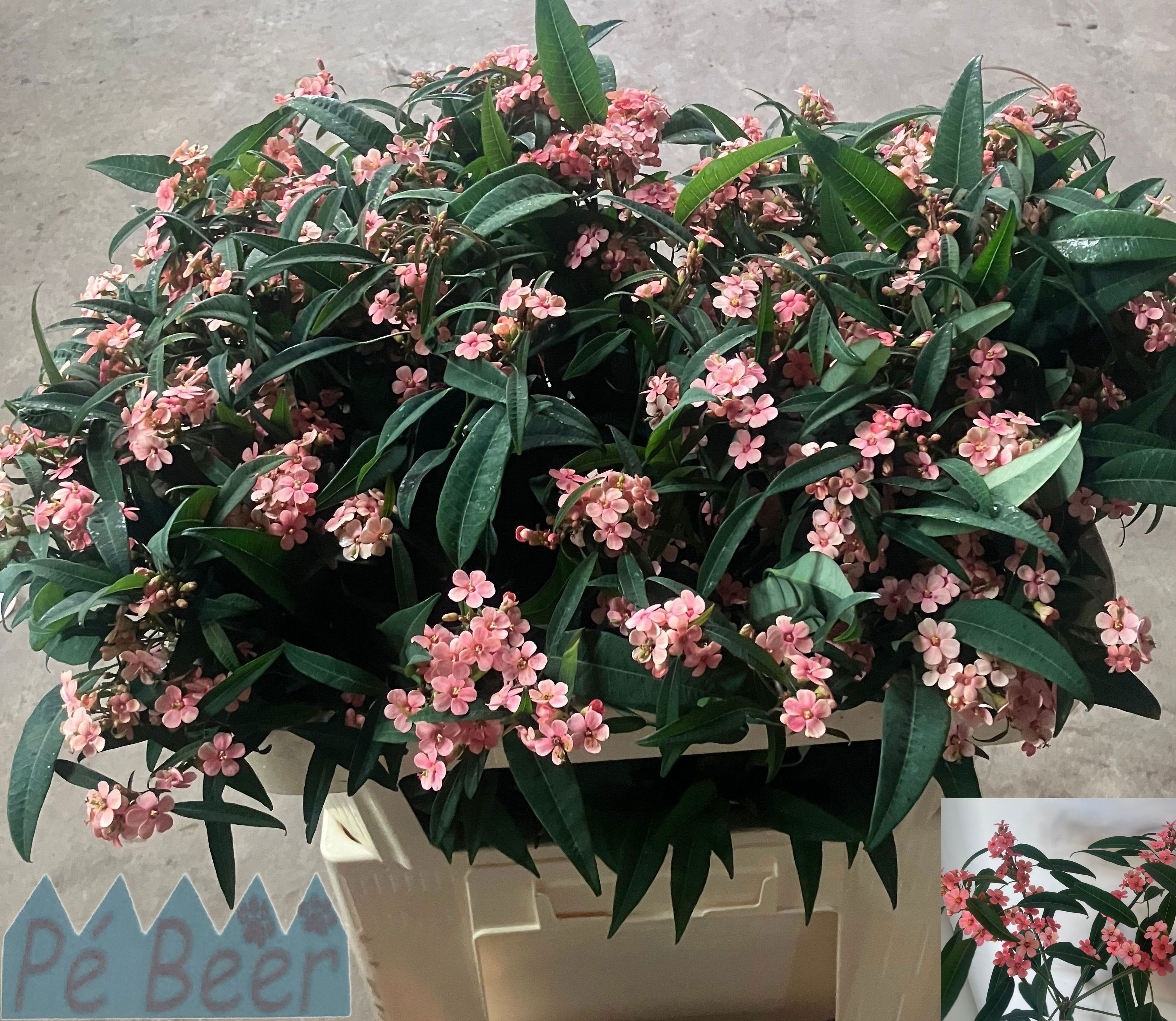 Euphorbia Spray Pink Baron 70cm