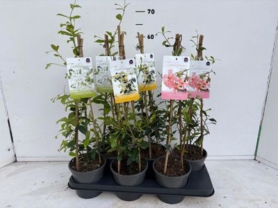 Trachelospermum jasminoides