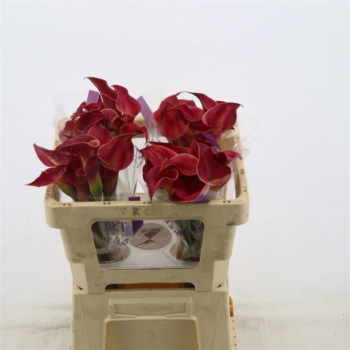 Calla Red Charm 50cm