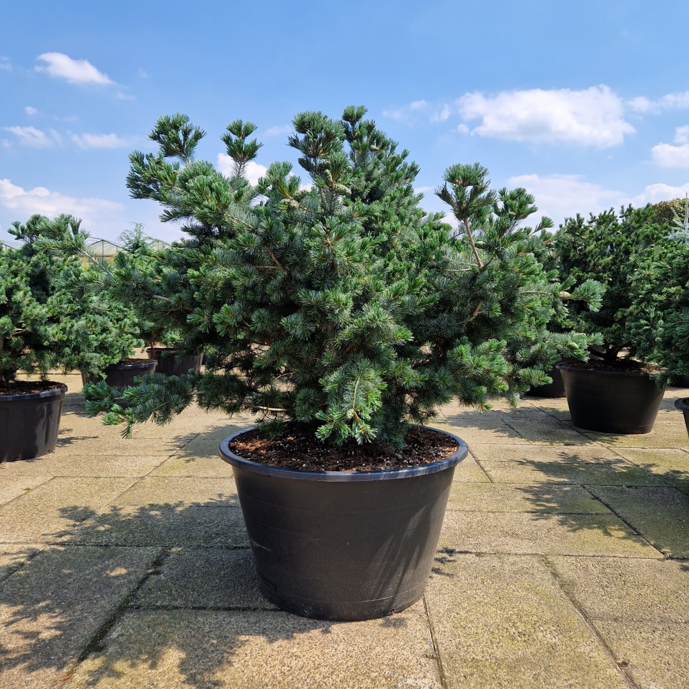 Picture of Pinus parviflora Negishi C500 150/+