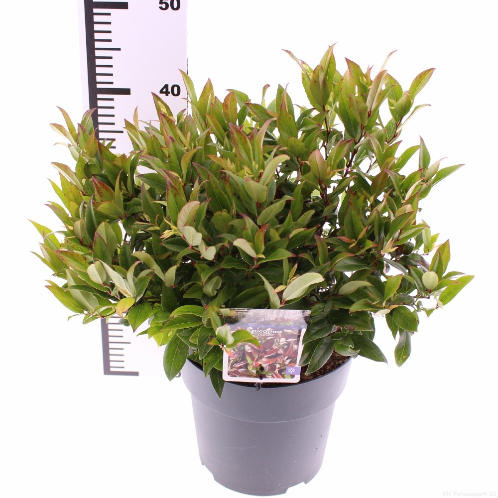 Picture of Leucothoe 'Zeblid'