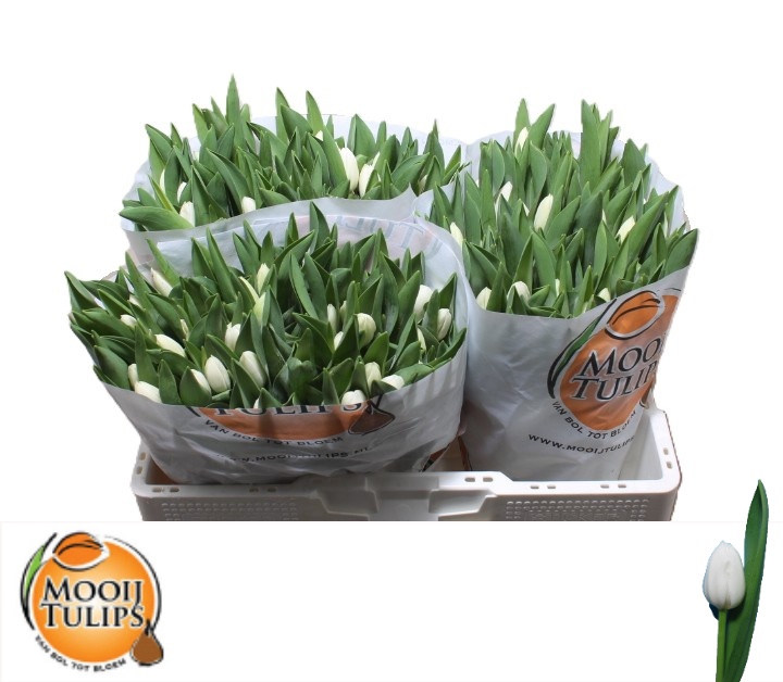 Tulipa Royal Virgin 37cm 26gram