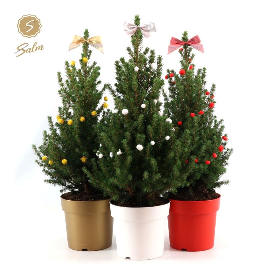 Picture of Picea gl. 'December'® P19 50/60 in Pot Colour + Deco Sensation Mix + Bow Mix