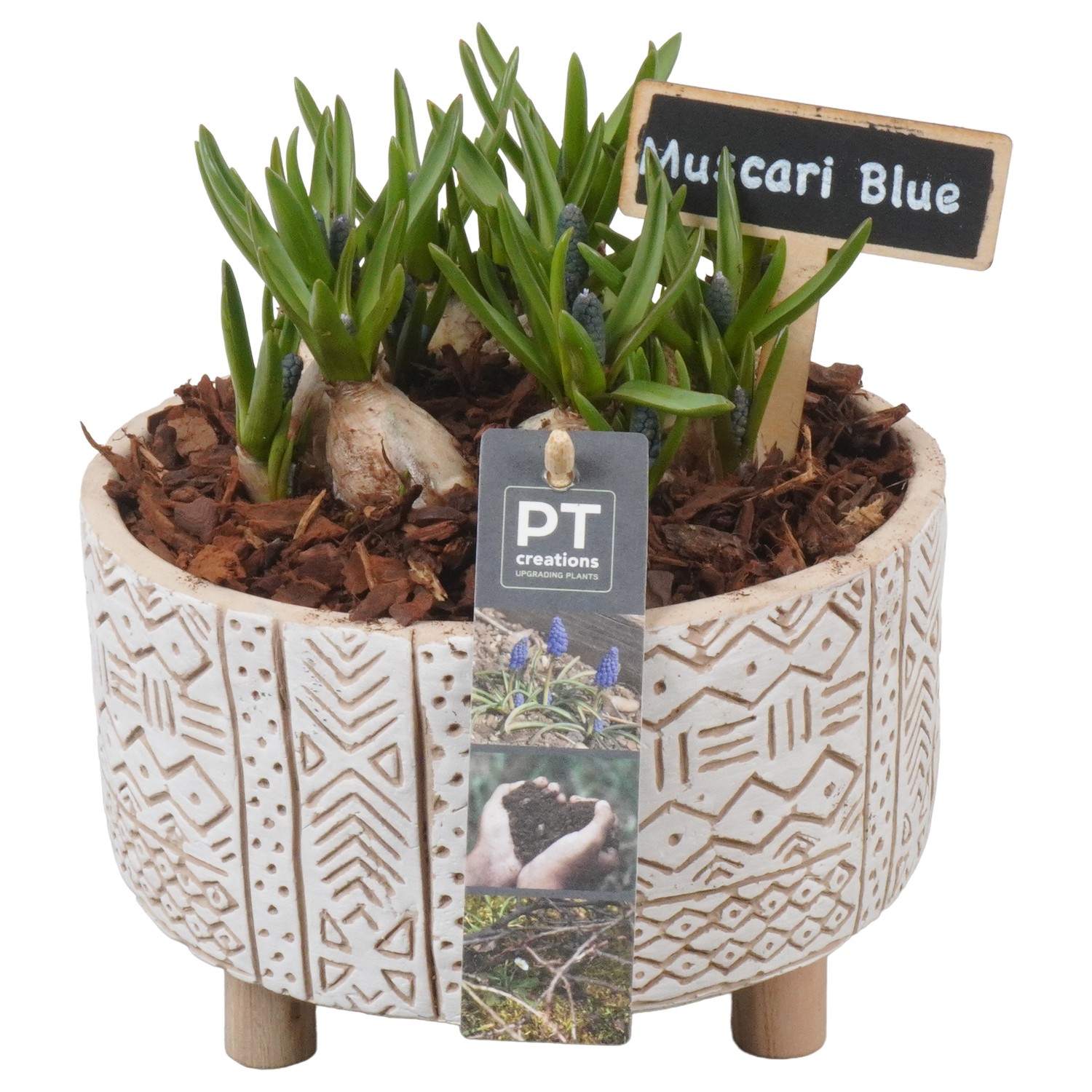 Picture of PTMB1074 Arrangement Muscari in concrete bowl P17 22CM