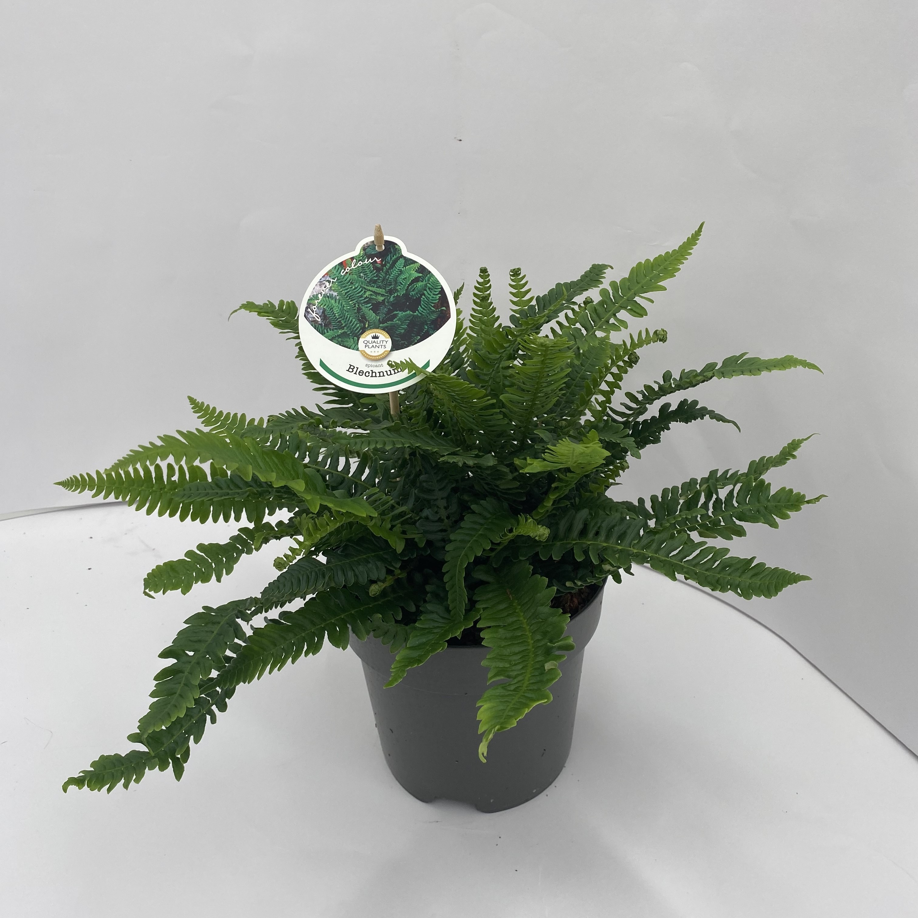 Picture of Blechnum spicant P17 (2 Ltr)