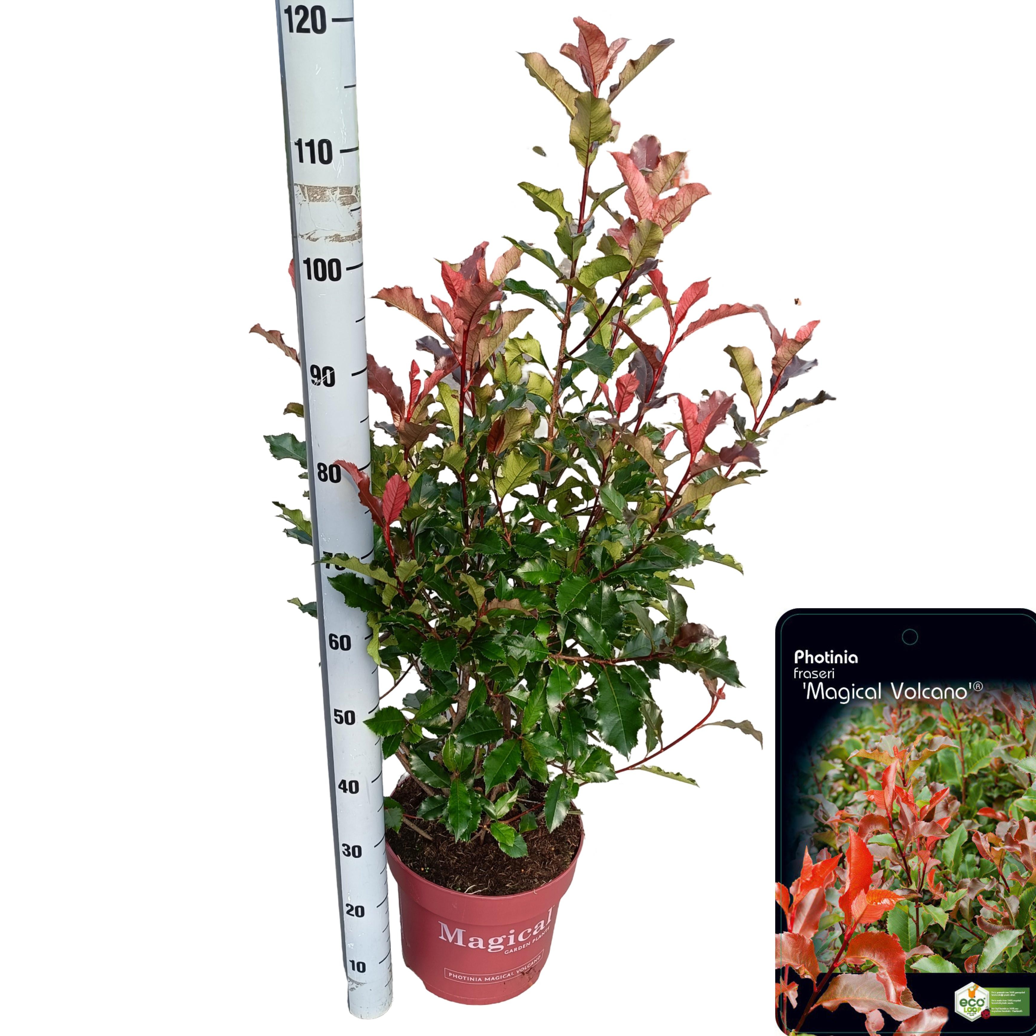 Picture of Photinia fraseri 'Magical Volcano'® C10