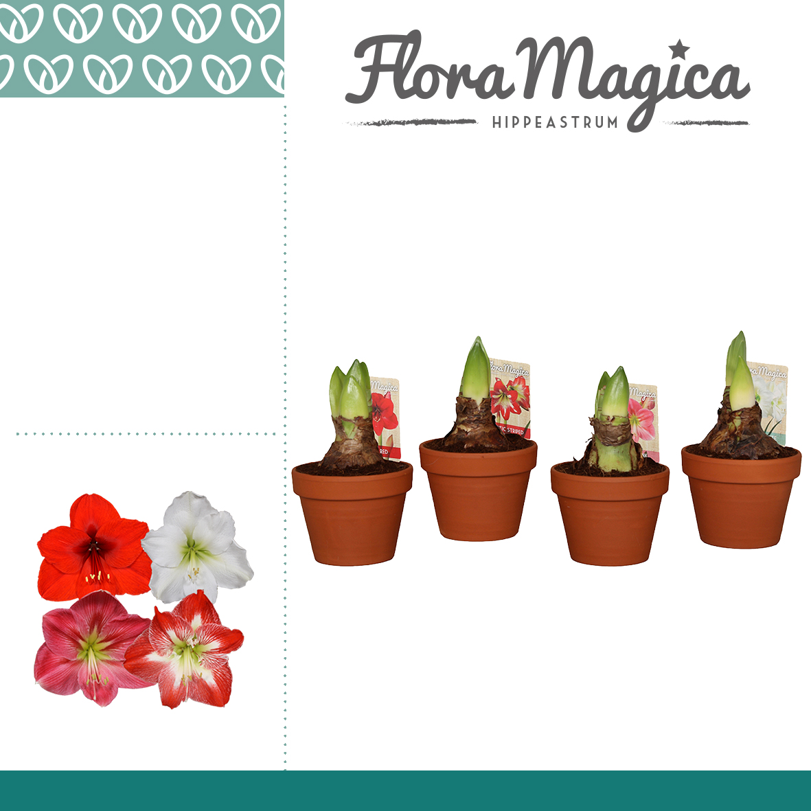 Picture of Hippeastrum varieties 2 shoots Terracotta pot P15 25CM