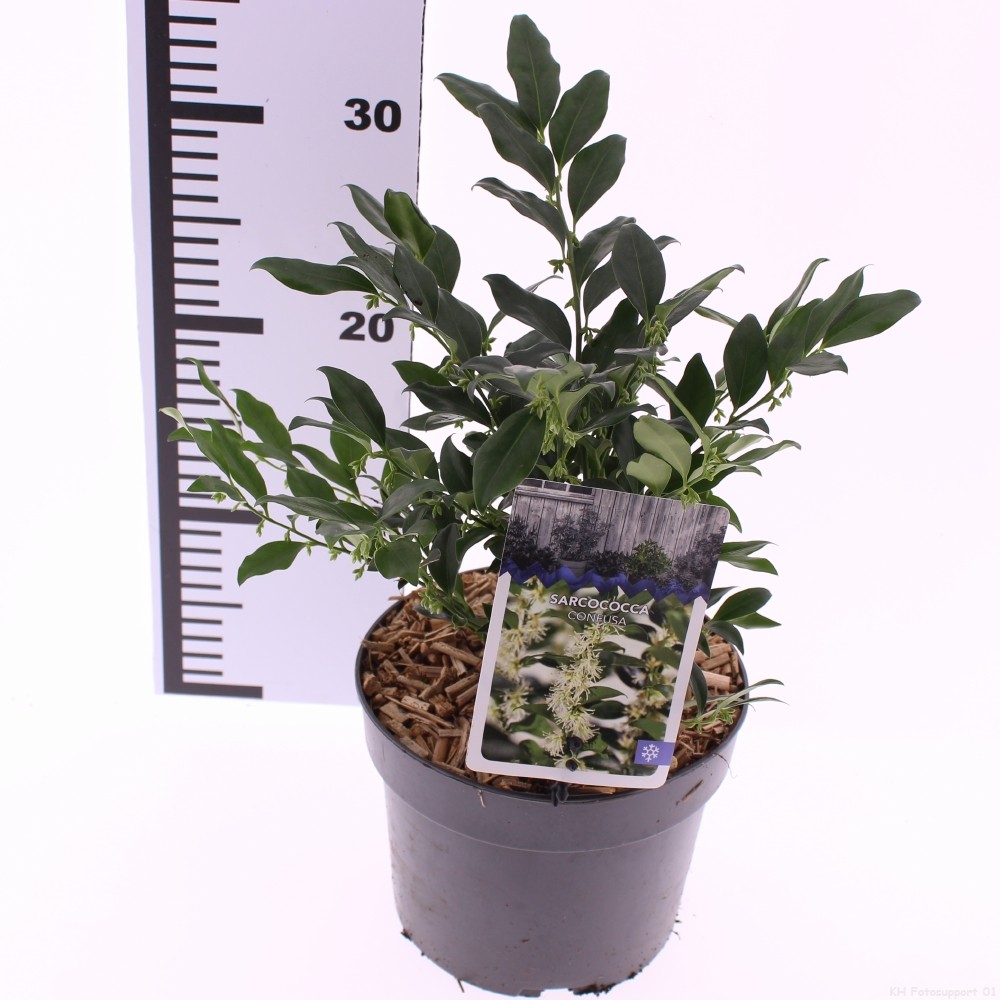 Picture of Sarcococca confusa