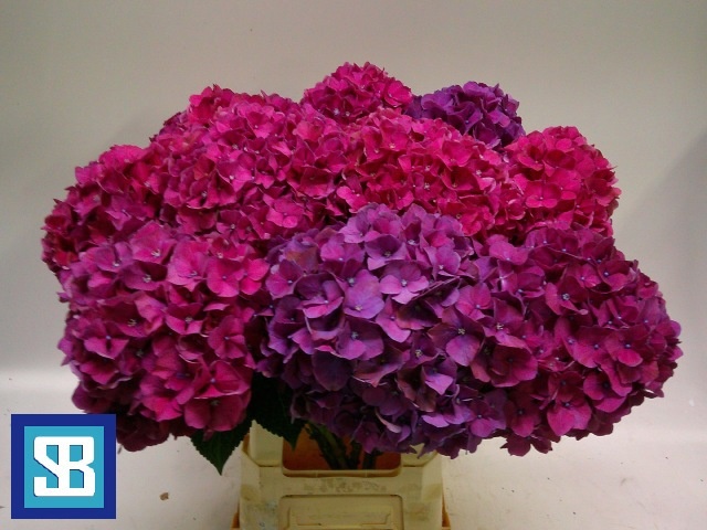 Hydrangea Mag Pink Ruby 70cm 21Ø