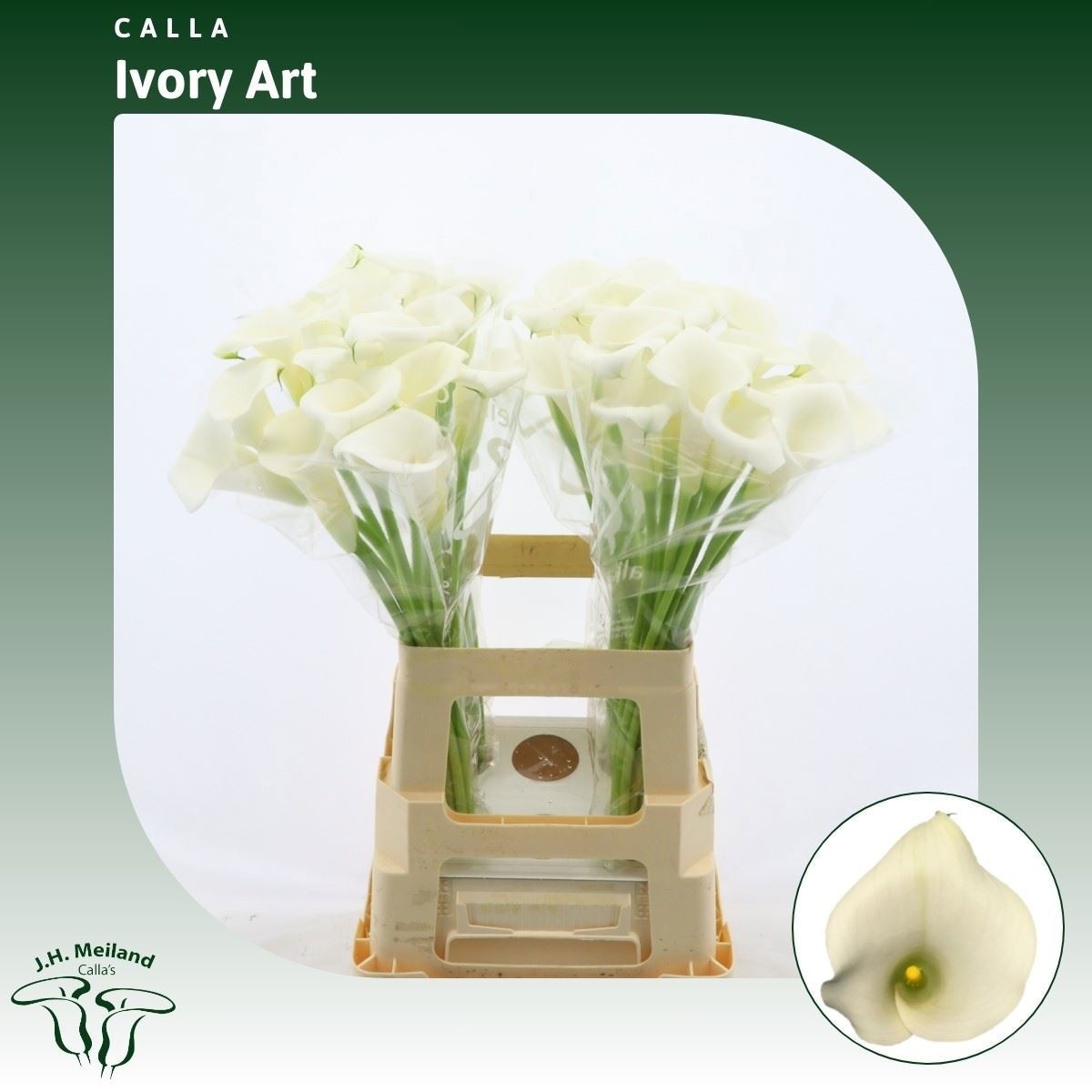 Calla Ivory Art 65cm