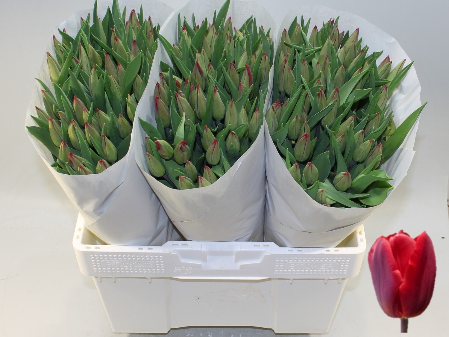 Tulipa Red Gold 45cm 38gram