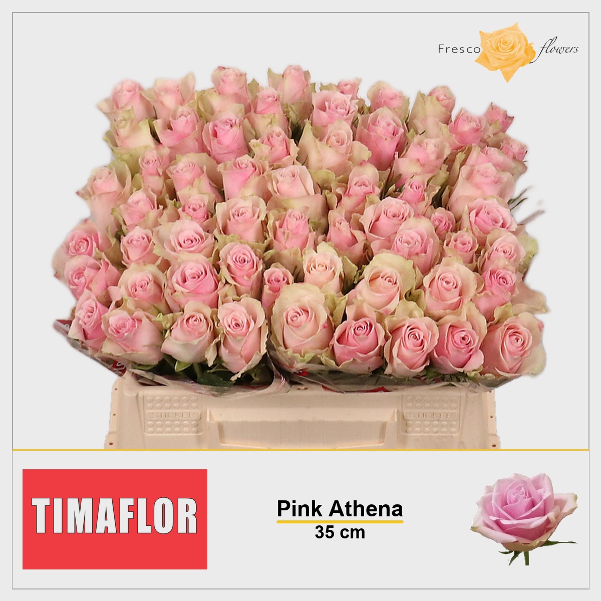Rosa Pink Athena 35cm