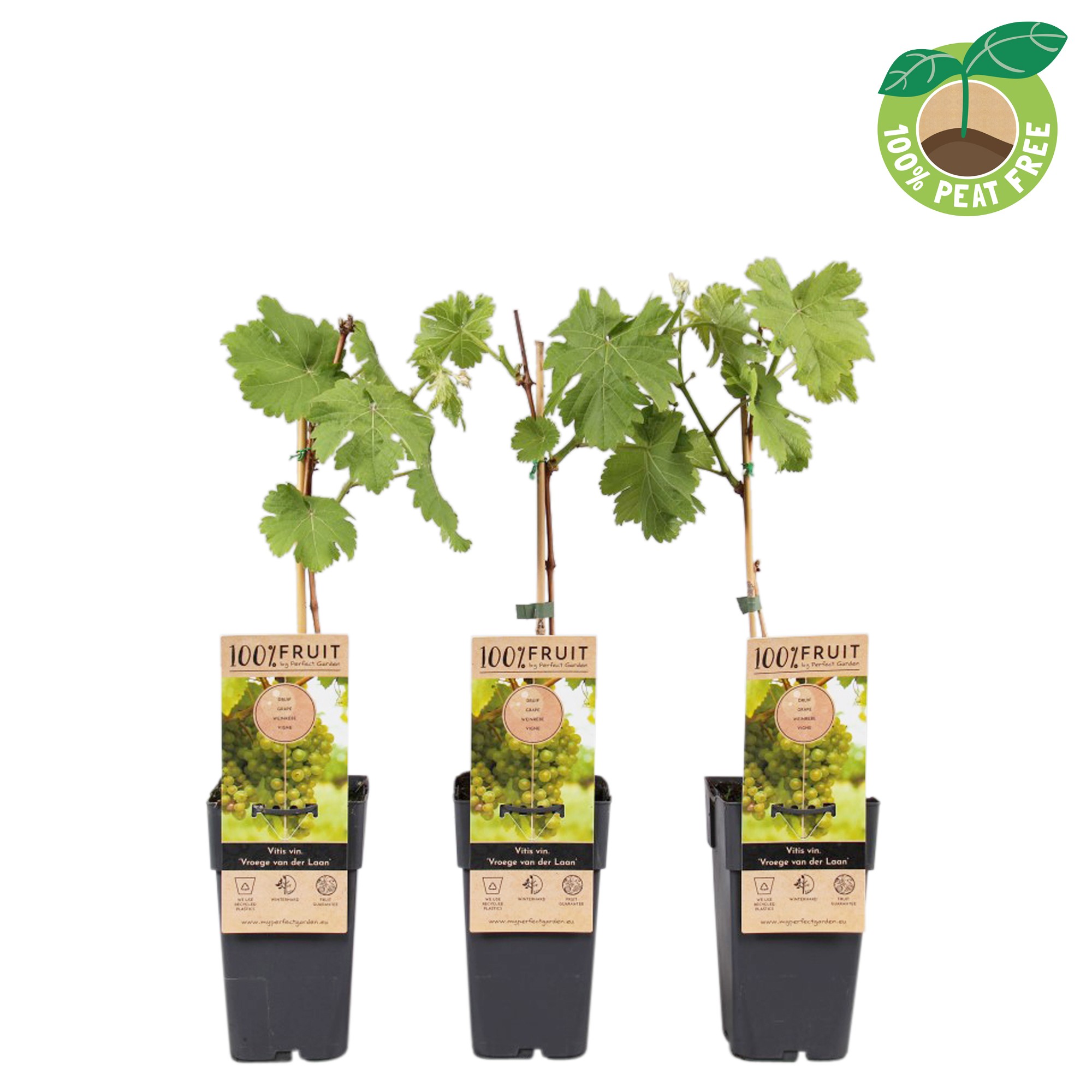 Picture of Vitis vinifera Vroege van der Laan P15 (2 Ltr/high)