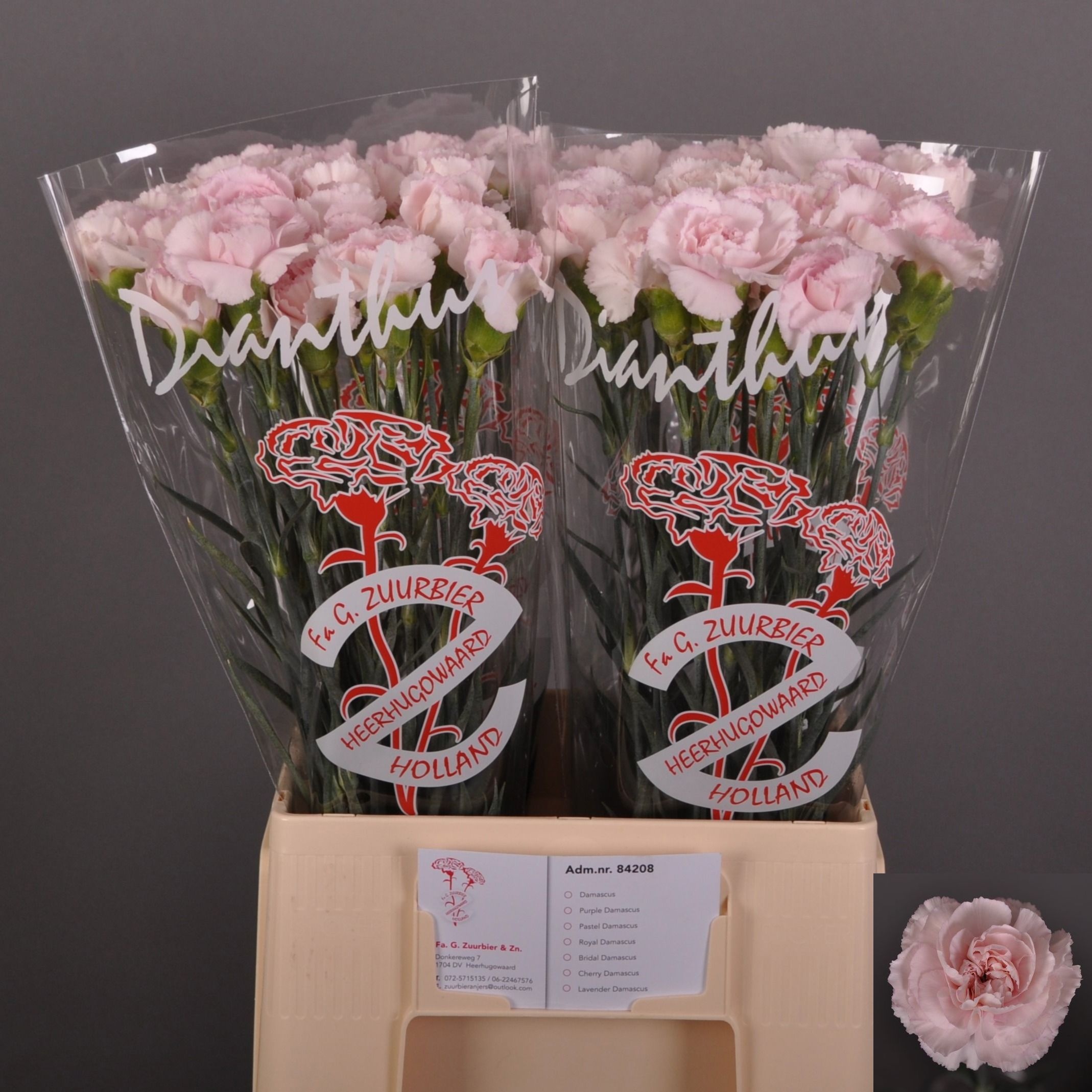Dianthus St Bridal Damascus 60cm