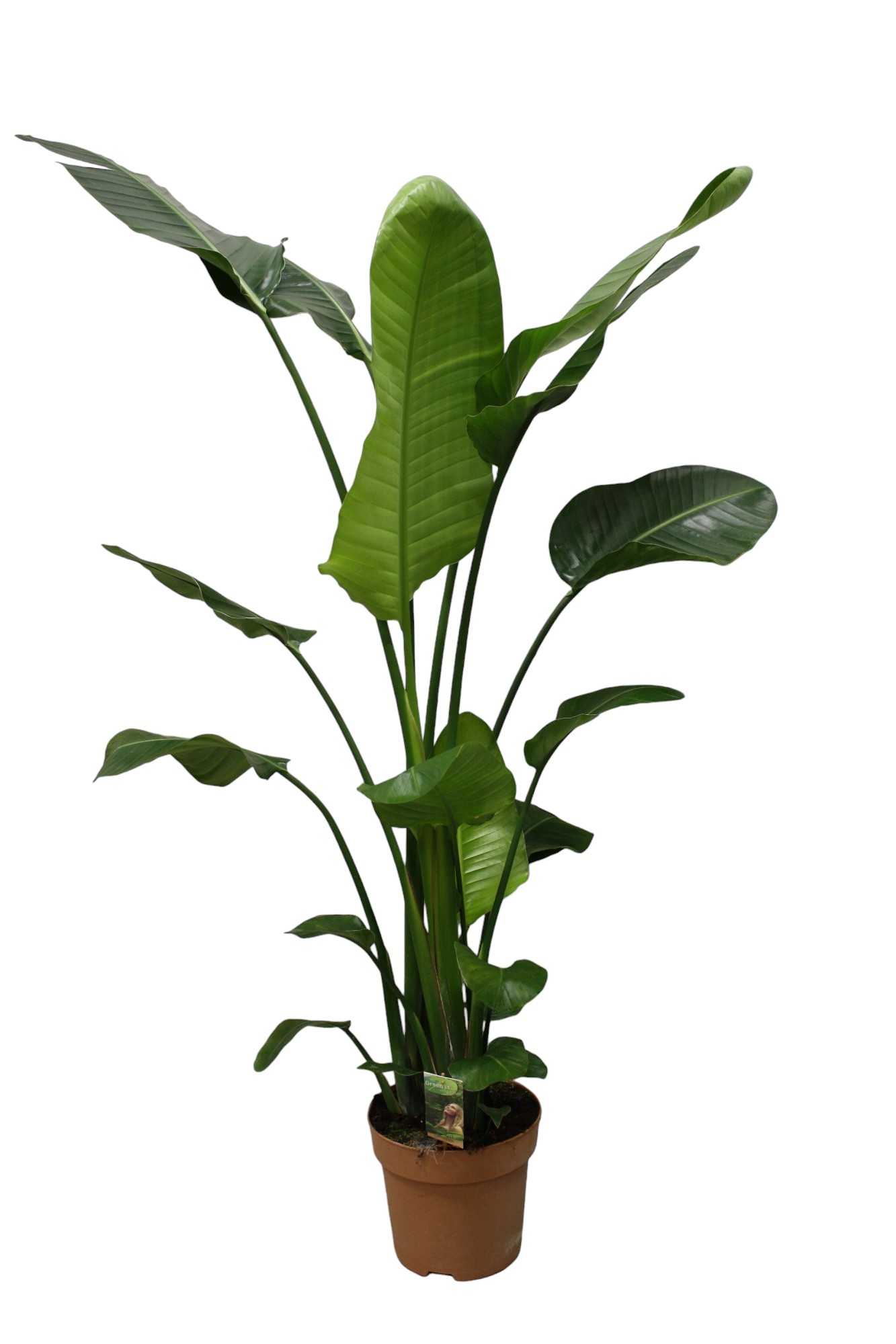 Picture of Strelitzia Nicolai P27 160CM