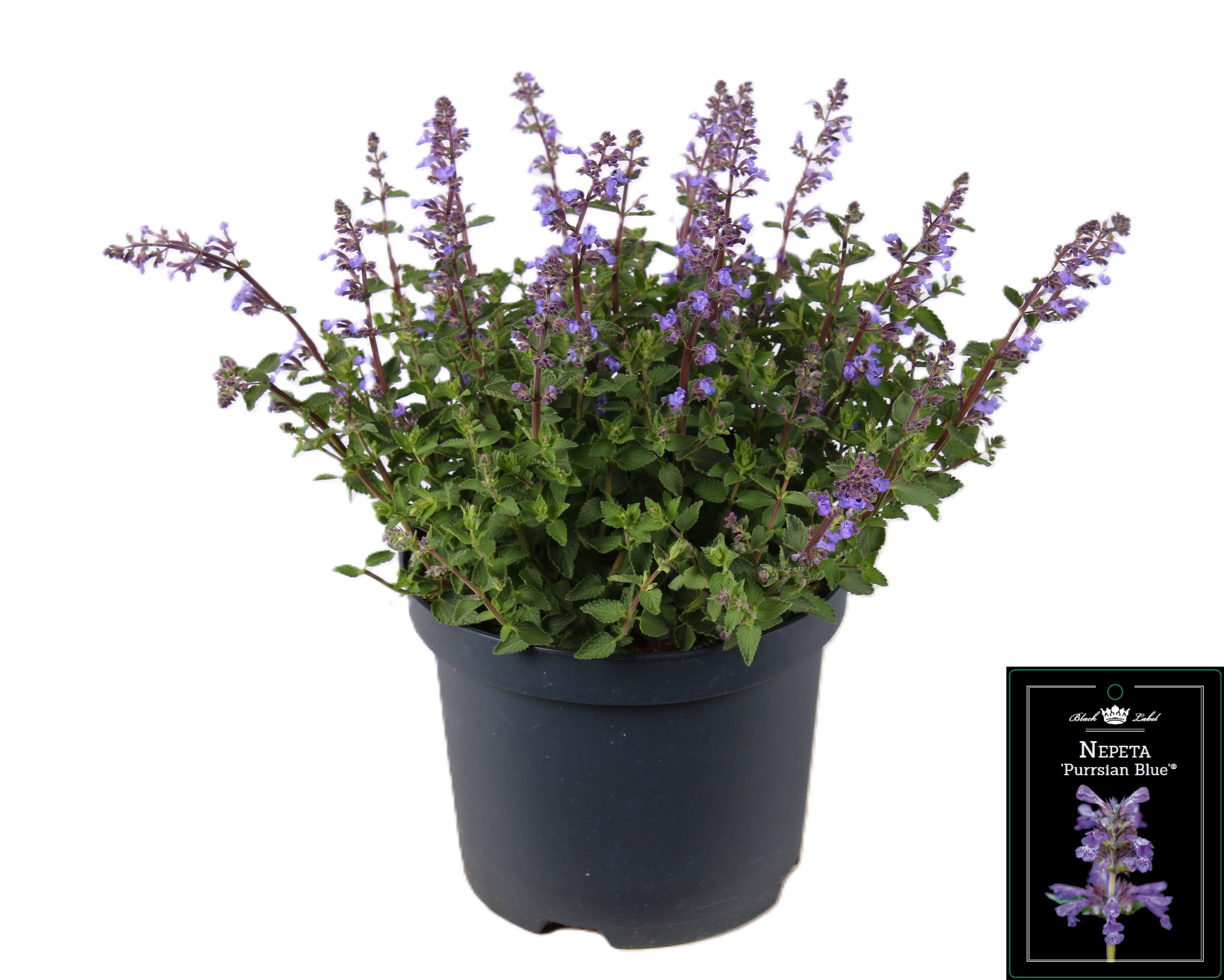 Picture of Nepeta Purrsian Blue
