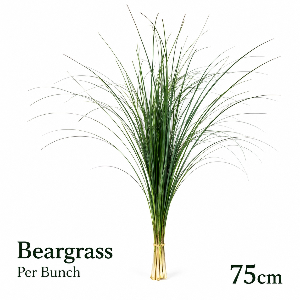 Xerophyl Beargras Bs