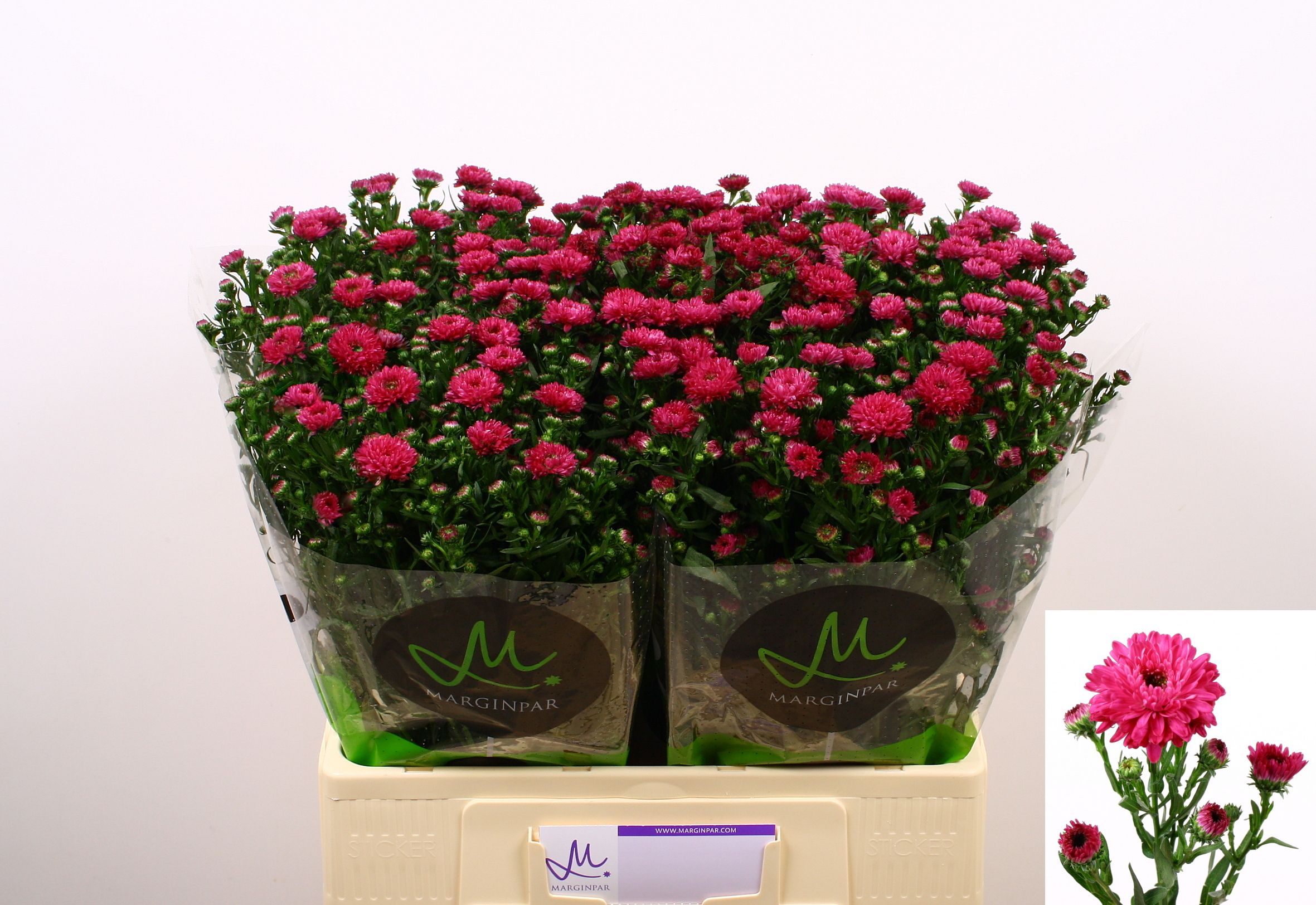 Aster Flash 60cm 15gram