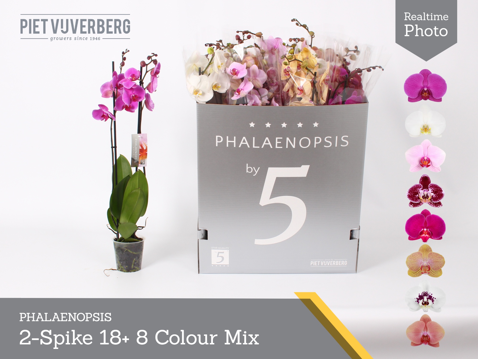 Phal Gem 8 Kl 12P 70H 2TAK 18bloem 23bloei